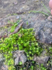 Ptychostomum torquescens
