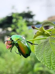Heterorrhina elegans
