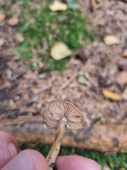 Collybiopsis peronata