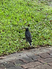 Acridotheres javanicus