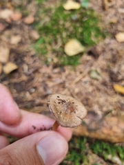 Collybiopsis peronata