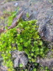 Ptychostomum torquescens