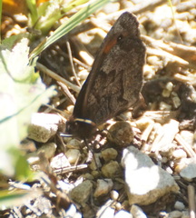 Erebia pronoe