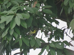 Machlolophus xanthogenys