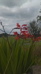 Crocosmia