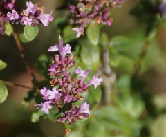 Origanum vulgare