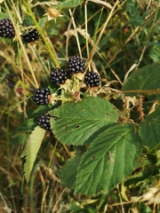 Rubus bifrons
