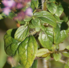 Origanum vulgare