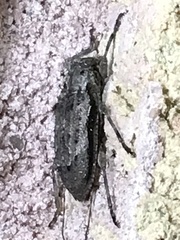 Astylopsis arcuata