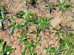 Albuca secunda