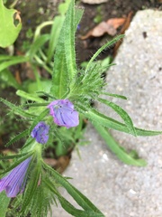 Angiospermae
