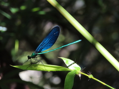 Matrona cyanoptera