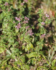 Origanum vulgare
