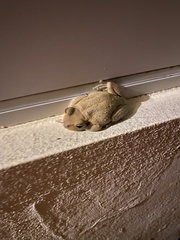 Osteopilus septentrionalis