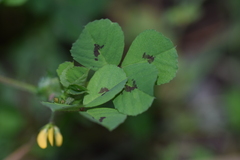 Medicago arabica