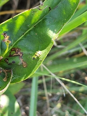 Diabrotica undecimpunctata