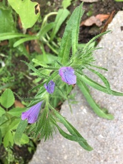 Angiospermae