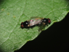 Lonchaea