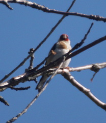 Carduelis carduelis