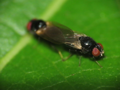 Lonchaea