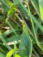 Diabrotica undecimpunctata