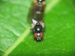 Lonchaea