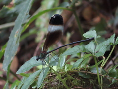 Psolodesmus mandarinus