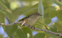 Phylloscopus humei