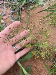 Spergula arvensis