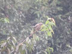 Argya striata
