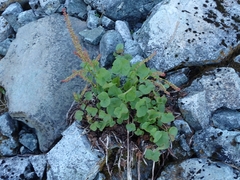 Oxyria digyna