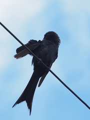 Dicrurus macrocercus harterti
