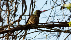 Hylocharis chrysura