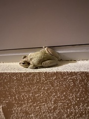 Osteopilus septentrionalis
