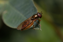 Melanostoma mellinum