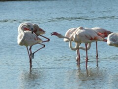 Phoenicopterus roseus