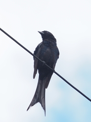 Dicrurus macrocercus harterti