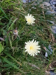 Schlagintweitia intybacea