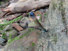 Psolodesmus mandarinus