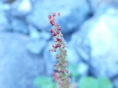 Oxyria digyna