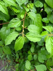 Triumfetta rhomboidea