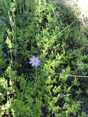 Cosmos parviflorus