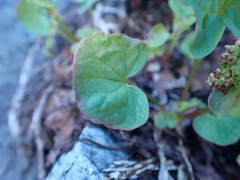 Oxyria digyna