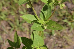 Mirabilis nyctaginea