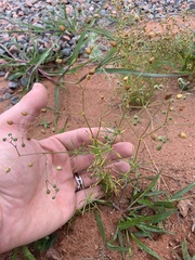 Spergula arvensis