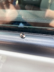 Cosmopepla lintneriana