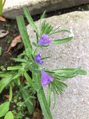 Angiospermae