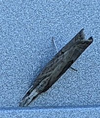 Fissicrambus mutabilis