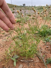 Spergula arvensis
