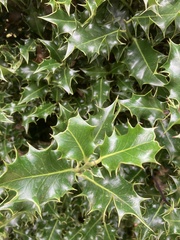 Ilex aquifolium